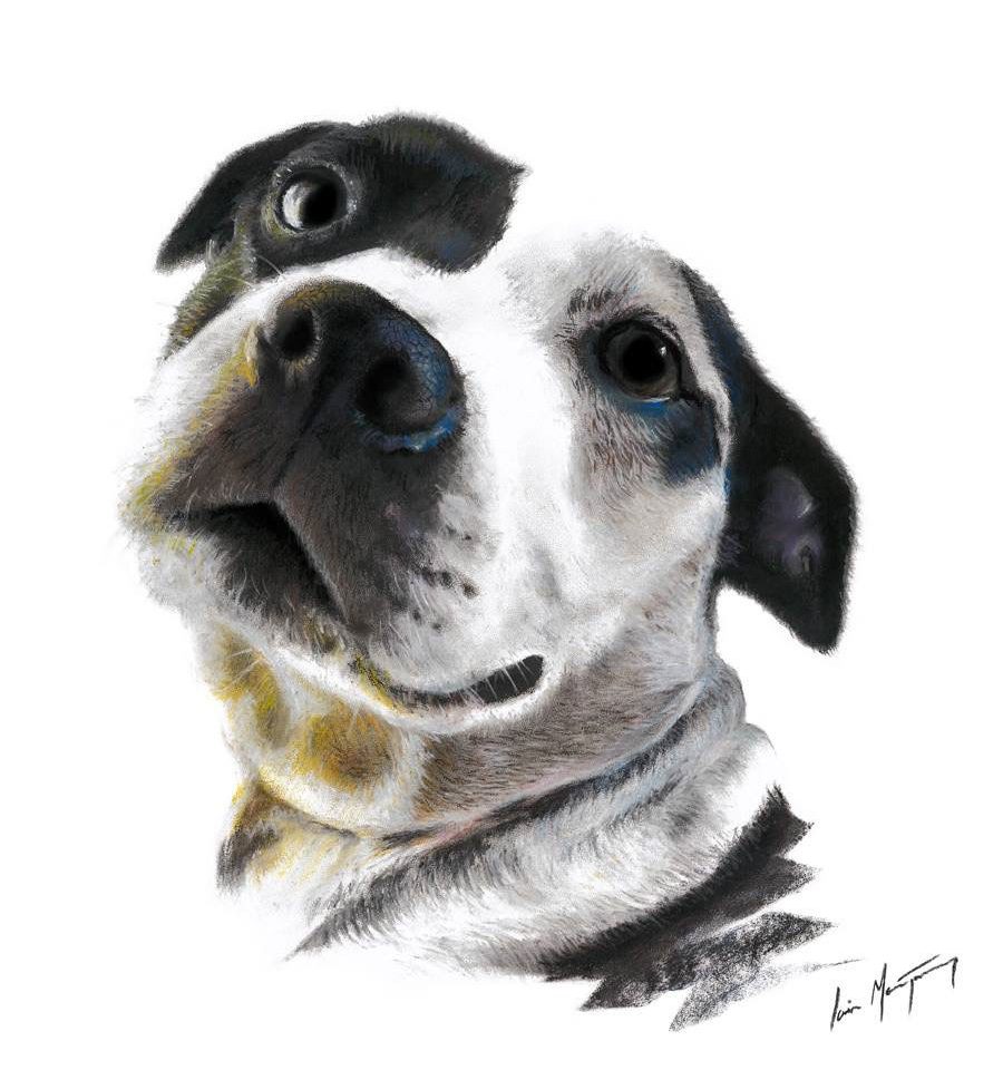 dog pet portrait artist aberdeenshire