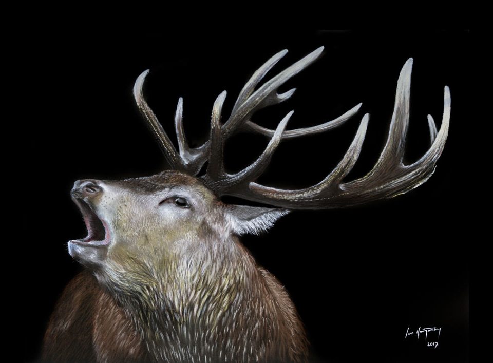 stag portrait artist scotland